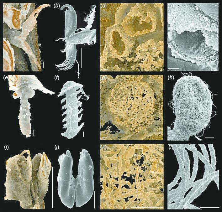 科學家發現億年動物精子化石